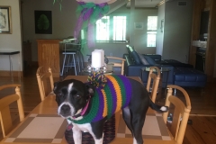 Dressing up your dog Mardi Gras